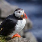 Puffin