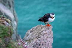 Puffin