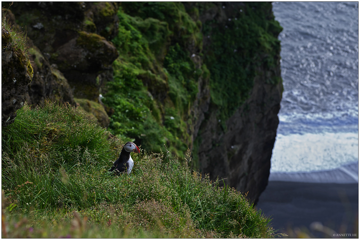 Puffin