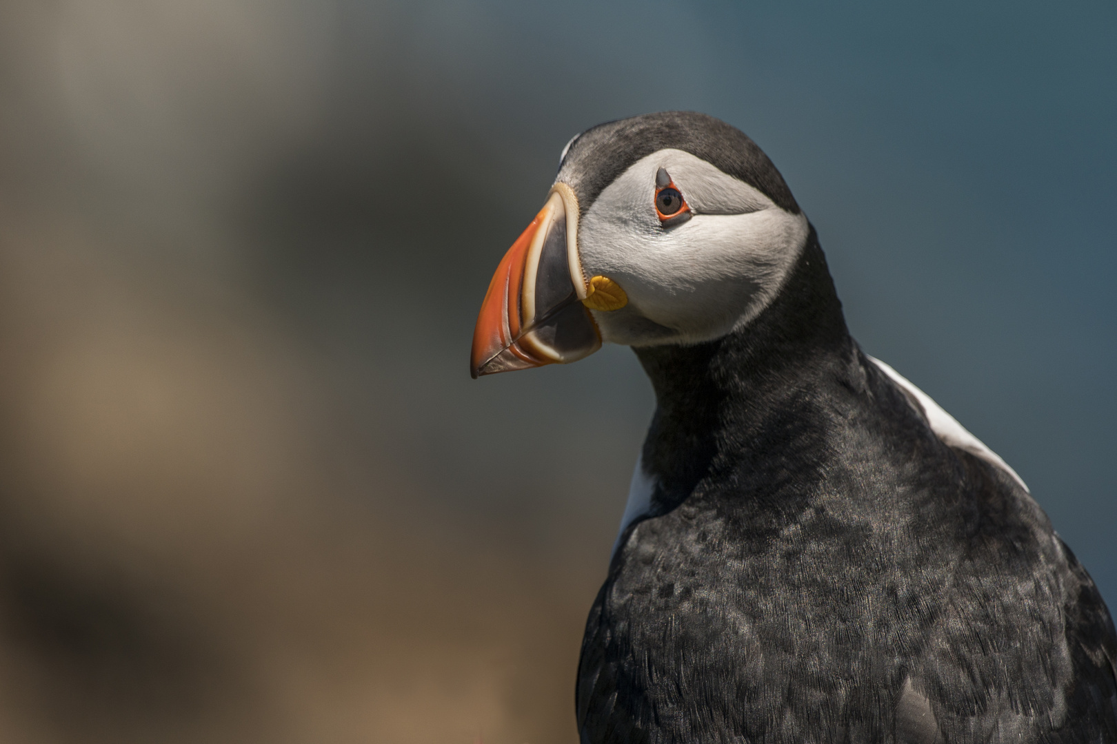 Puffin 1