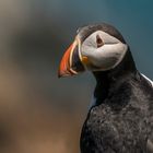 Puffin 1