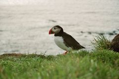 Puffin 1