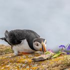 Puffin 1