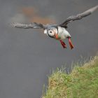 Puffin #1