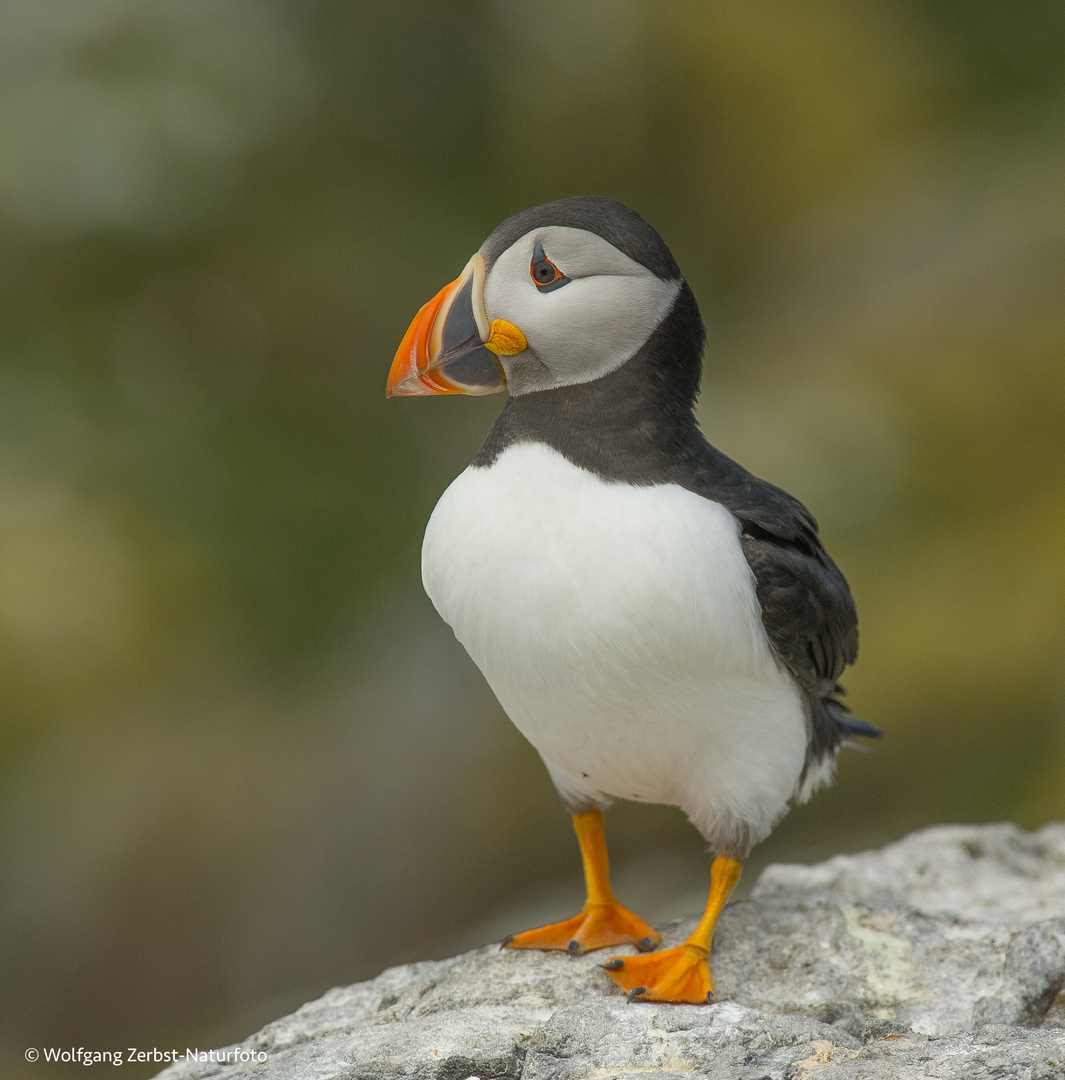 --- Puffin 1 ---  ( Fratercula arctica )