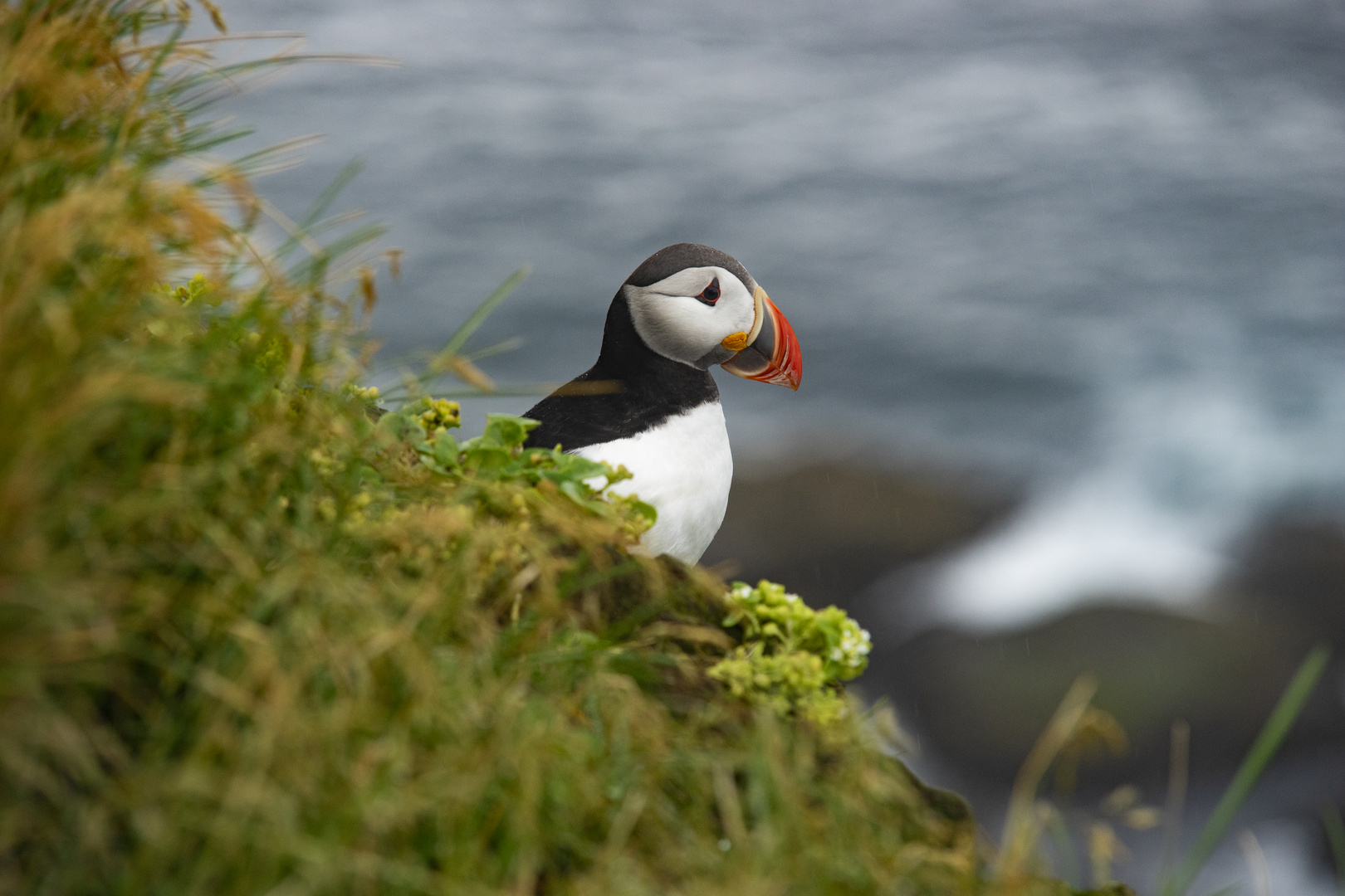 Puffin