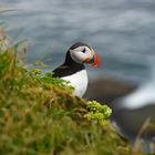 Puffin