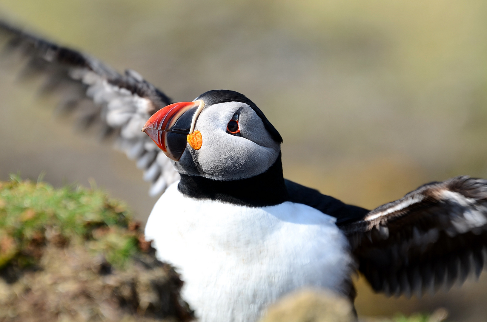 Puffin Foto & Bild tiere, natur Bilder auf