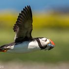 Puffin