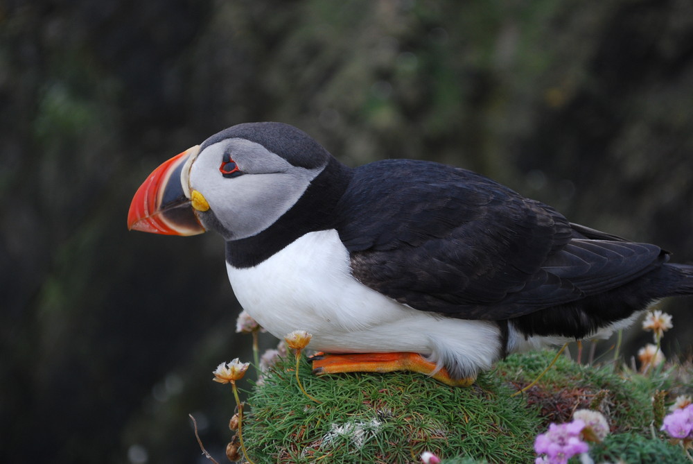 Puffin