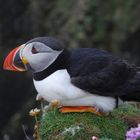 Puffin