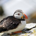 Puffin