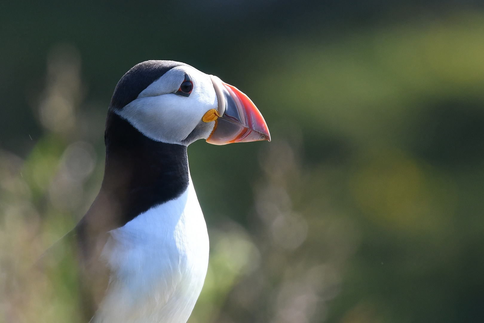 Puffin