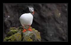 Puffin - 2