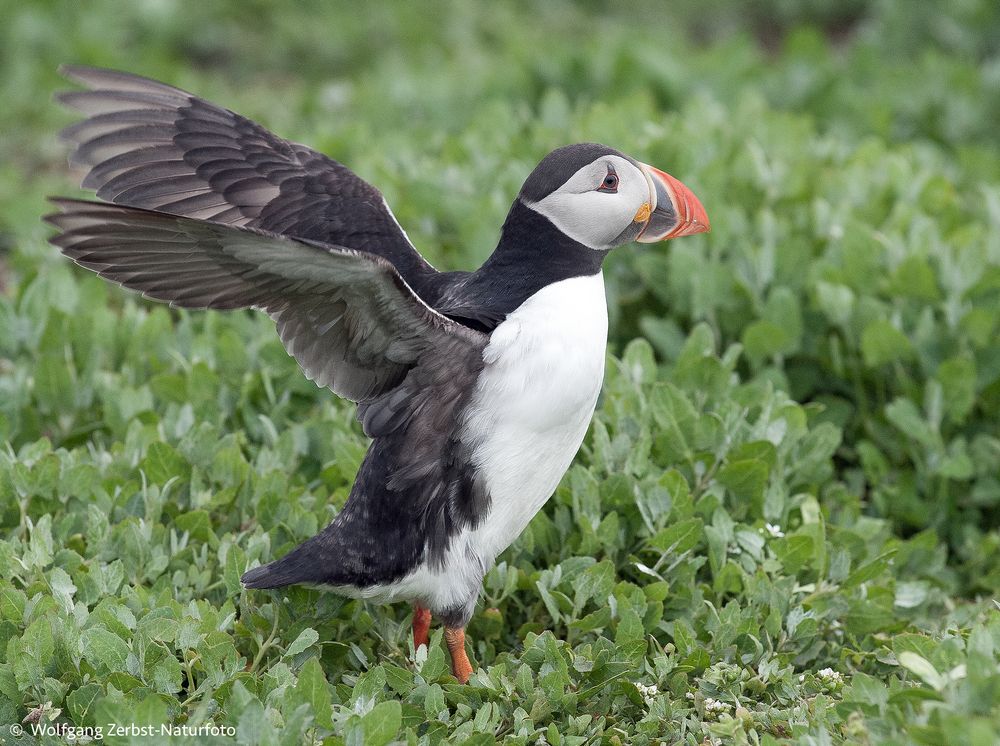 Puffin 2 Foto & Bild fotos, winter, frühling Bilder auf