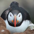 Puffin 2