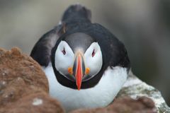 Puffin 2