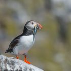 --- Puffin 2 im Schnabel voll Sandaale --- ( Fratercula Arctic )