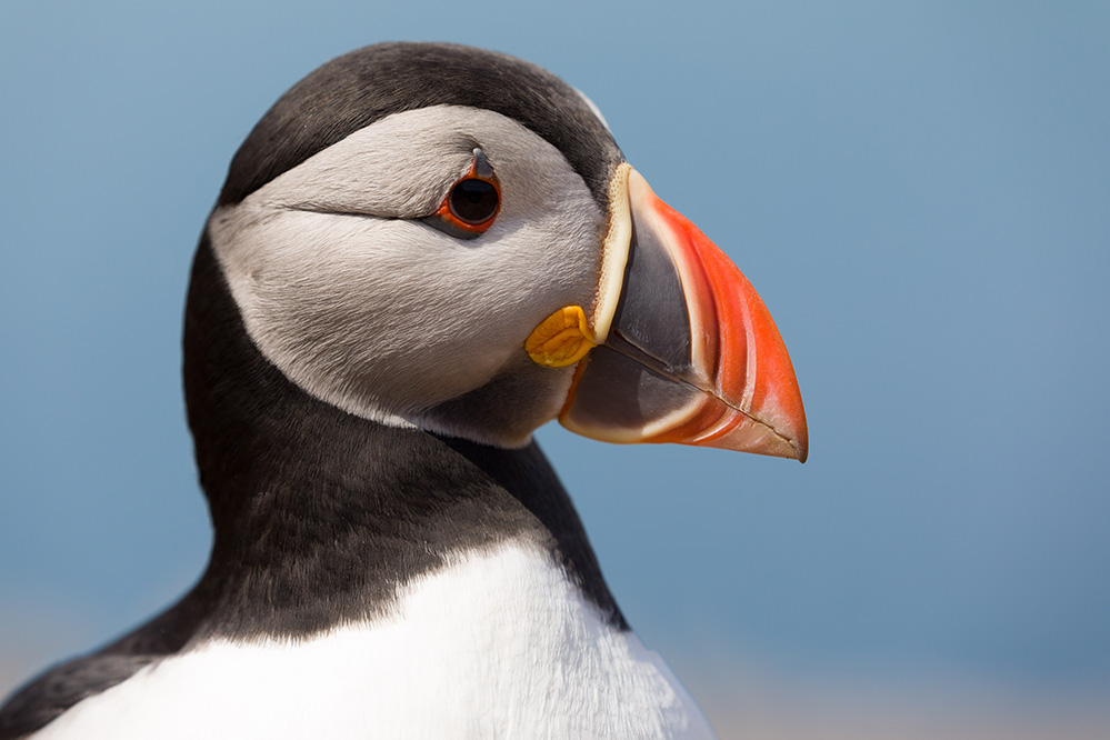 Puffin ...