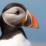 Puffin ...