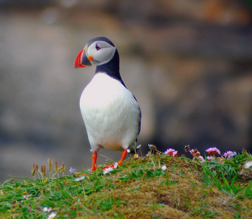 Puffin