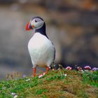 Puffin