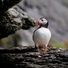 Puffin