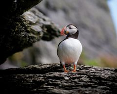 Puffin