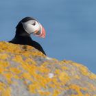 Puffin