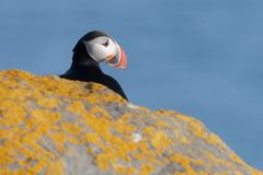 Puffin