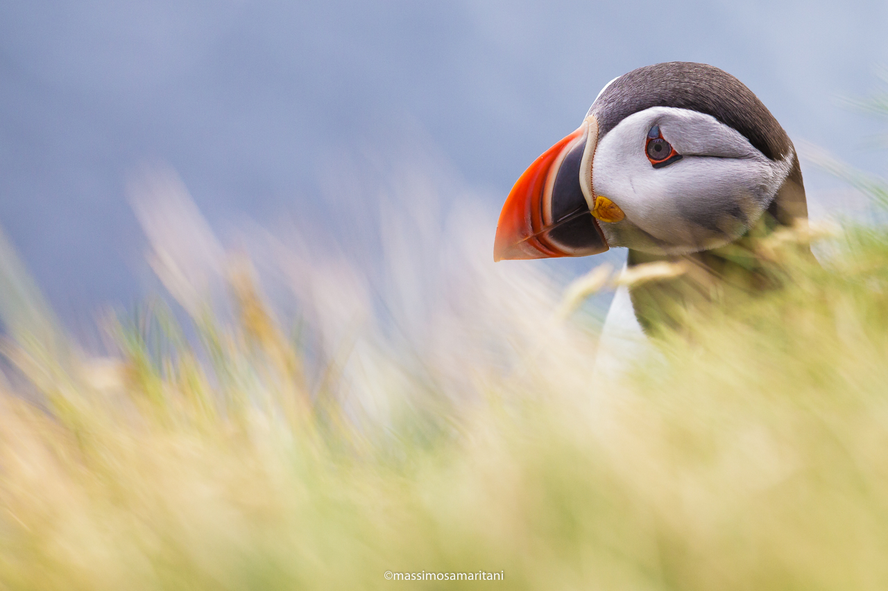 Puffin...