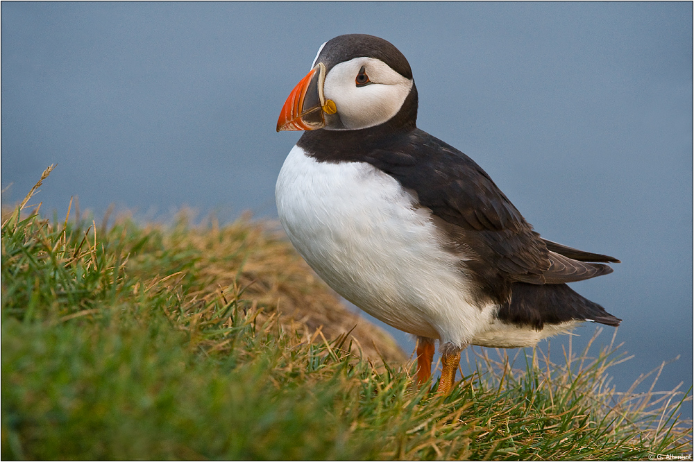 Puffin