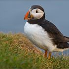 Puffin