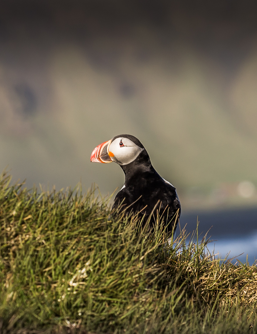 Puffin