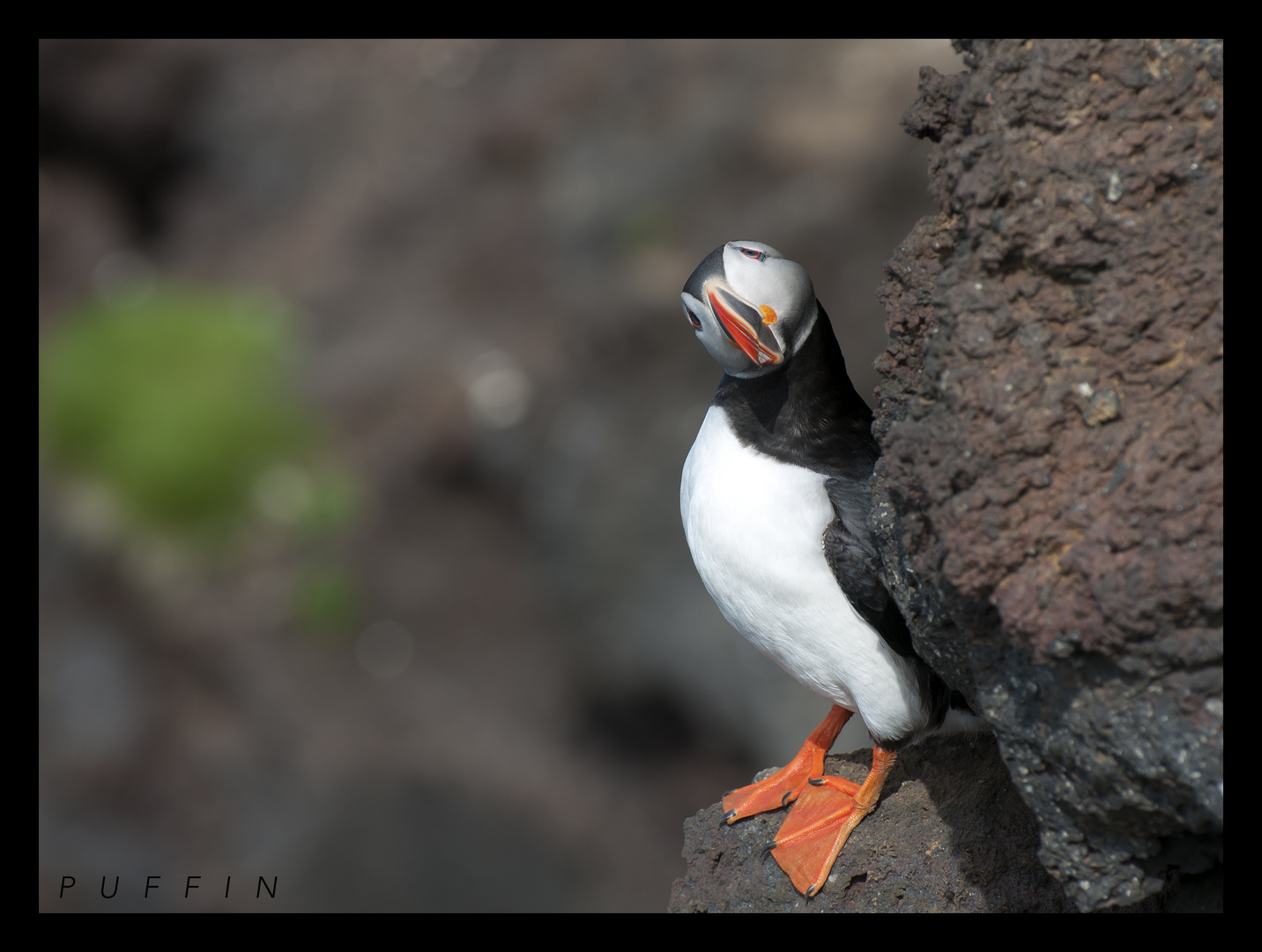 Puffin