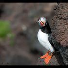 Puffin