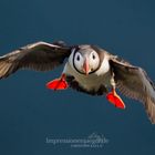 Puffin