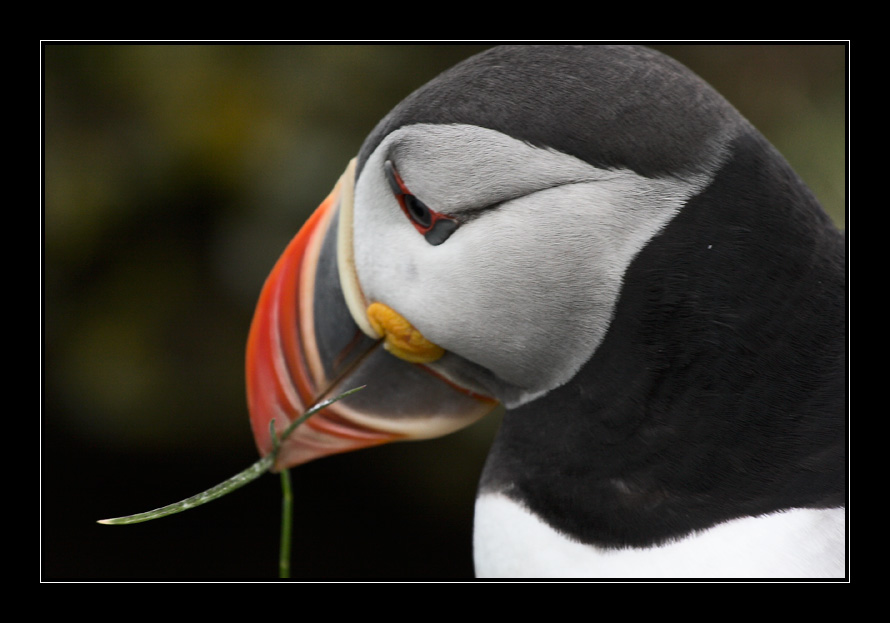 Puffin - 3