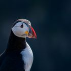 Puffin