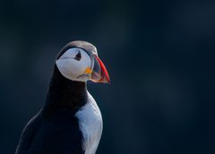 Puffin