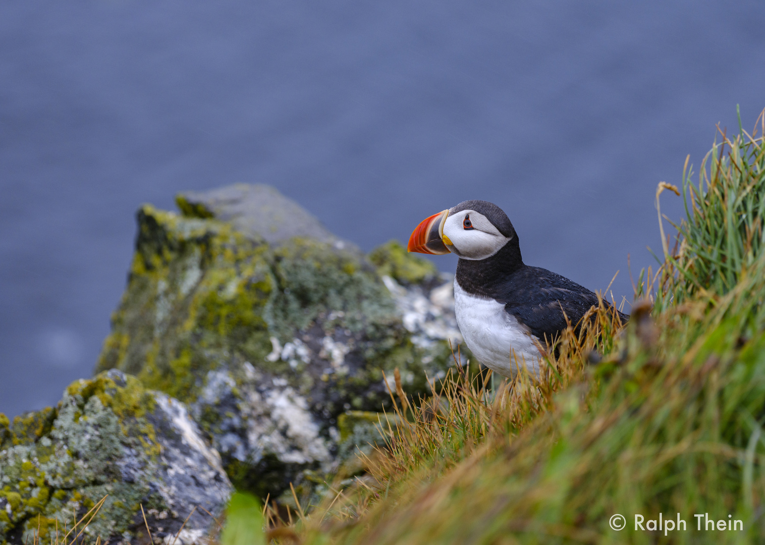 Puffin