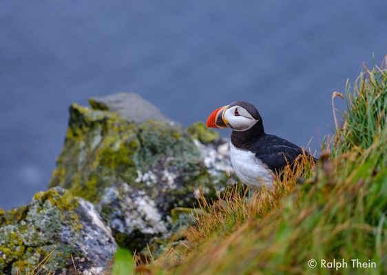 Puffin