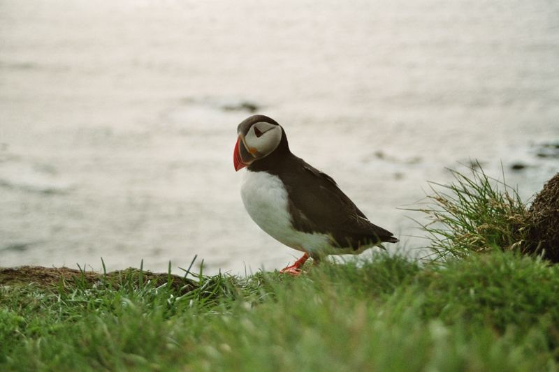 Puffin