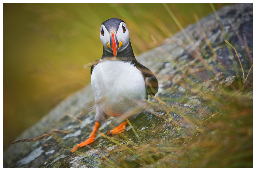 Puffin