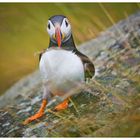 Puffin