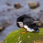 Puffin