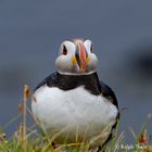 Puffin