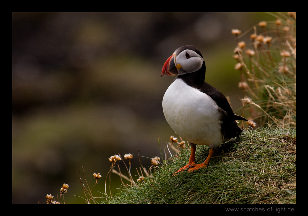 Puffin