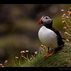 Puffin