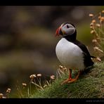 Puffin